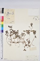 藏品(乳仔草)的圖片