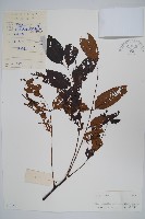 藏品(南酸棗)的圖片