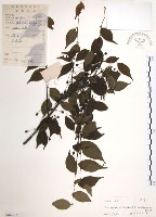 藏品(燈稱花、烏雞骨)的圖片