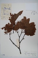 藏品(楓葉槭)的圖片