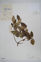 藏品(串珠子)的圖片