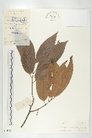 藏品(信宜柿)的圖片