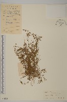 藏品(無心菜、鵝不食草)的圖片