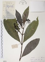 藏品(九節木、牛屎烏、青龍吐霧)的圖片