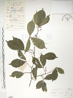 藏品(飛龍掌血)的圖片