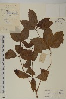 藏品(草珊瑚、紅果金粟蘭)的圖片