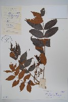 藏品(濱鹽膚木、羅氏鹽膚木)的圖片