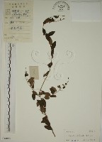 藏品(小葉黃鱔藤)的圖片