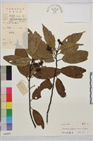 藏品(長柄鼠李)的圖片