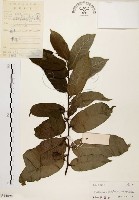 藏品(盤龍木、牛筋藤)的圖片