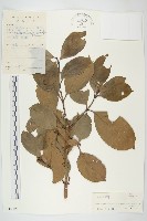 藏品(香港四照花)的圖片