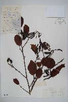 藏品(江南榿木)的圖片