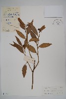 藏品(長葉野扇花)的圖片