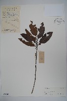 藏品(冬青)的圖片