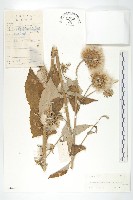 藏品(臺灣青木香)的圖片