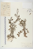 藏品(泥胡菜)的圖片