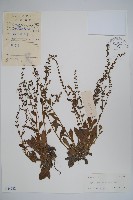 藏品(盾果草)的圖片