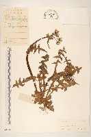 藏品(苦滇菜、苦菜)的圖片