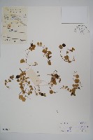 藏品(普剌特草)的圖片