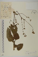 藏品(下田菊)的圖片