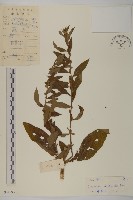 藏品(天名精)的圖片