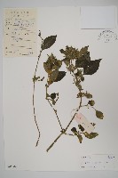 藏品(假杜鵑)的圖片