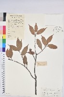 藏品(反刺苦櫧)的圖片