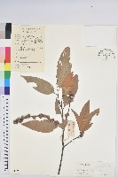 藏品(火燒柯、栲樹)的圖片