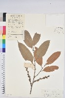 藏品(星刺栲、羅浮錐)的圖片