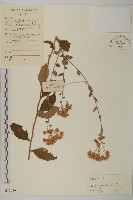 藏品(山白蘭)的圖片