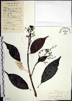 藏品(山埔姜)的圖片