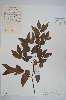 藏品(廣西野獨活)的圖片