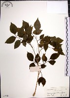 藏品(月橘)的圖片