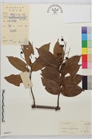 藏品(亮葉雀梅藤)的圖片