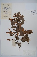 藏品(嶺南槭)的圖片