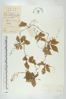 藏品(絞股藍)的圖片