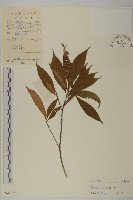 藏品(單毛山柳)的圖片