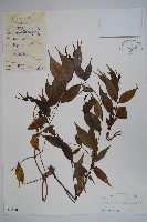 藏品(青蛇藤)的圖片