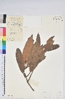 藏品(短脈杜鵑)的圖片