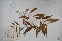 藏品(柳葉白前)的圖片
