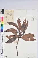 藏品(鹿角杜鵑、西施花、青紫木)的圖片