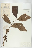 藏品(黑棗、君遷子)的圖片