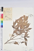 藏品(米飯花)的圖片