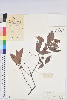 藏品(刺毛越橘)的圖片