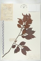 藏品(山紅柿)的圖片