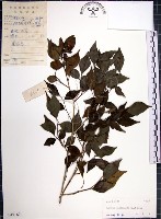 藏品(月橘)的圖片