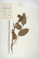 藏品(馬桑)的圖片