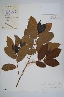 藏品(毛葉假鷹爪)的圖片