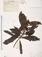 藏品(九節木、牛屎烏、青龍吐霧)的圖片