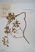 藏品(中國念珠藤)的圖片